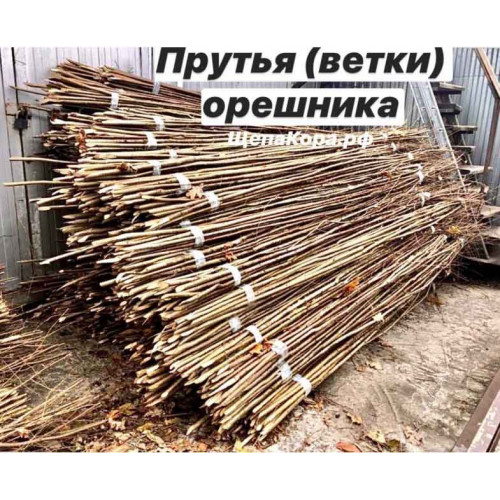 Ветви орешника