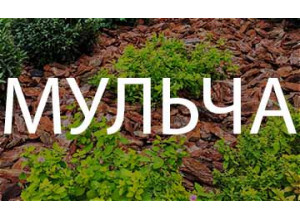 Мульча