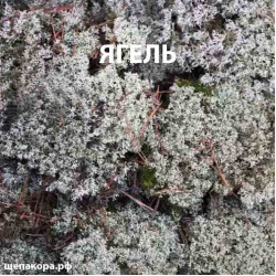 Мох ягель белый, уп. 30х40 см