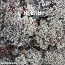 Мох ягель белый, уп. 30х40 см
